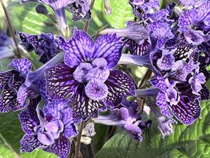 Streptocarpus 'Sirius'